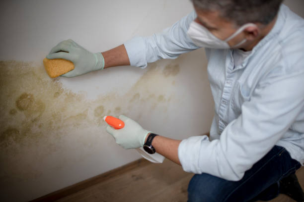Best Commercial Mold Removal  in Millwood, WA