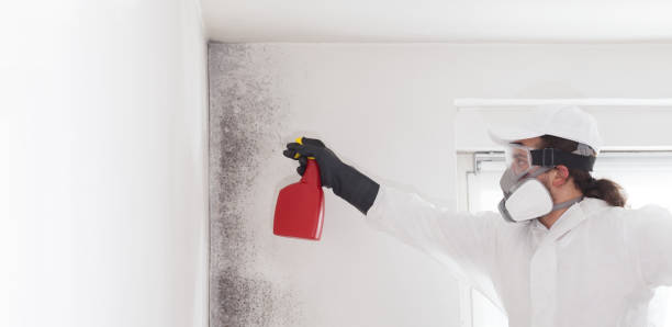 Best Professional Mold Removal  in Millwood, WA