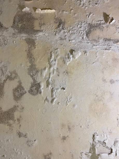Best Crawl Space Mold Removal  in Millwood, WA