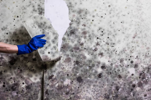 Best Black Mold Removal  in Millwood, WA